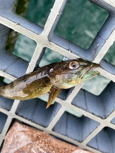 アナハゼの釣果