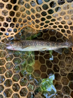 イワナの釣果