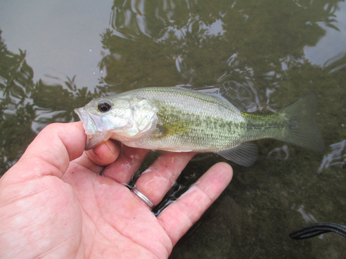 ラージマウスバスの釣果