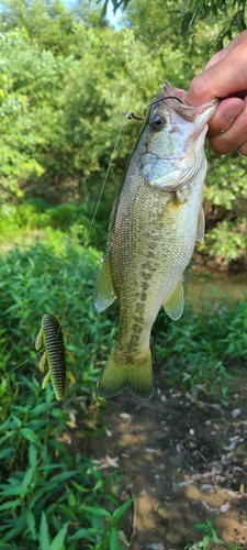 ラージマウスバスの釣果