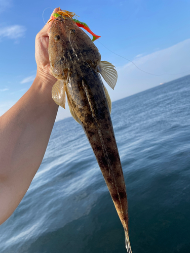 マゴチの釣果