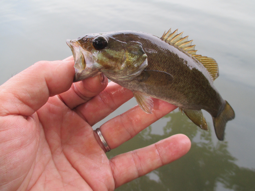 スモールマウスバスの釣果