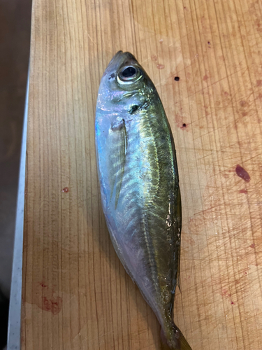 マアジの釣果