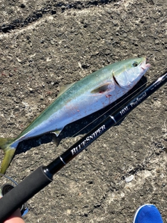 ワラサの釣果