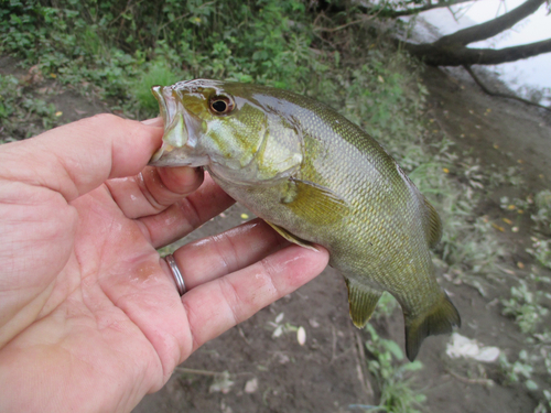 スモールマウスバスの釣果