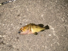 シマゾイの釣果