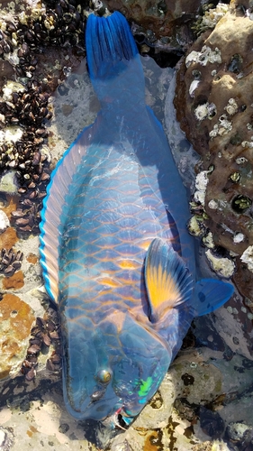 アオブダイの釣果