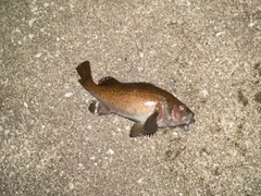 ガヤの釣果