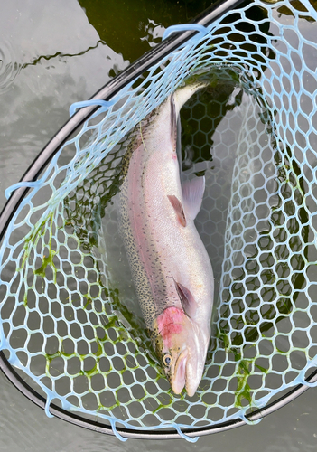 ニジマスの釣果