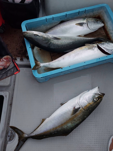 ハマチの釣果