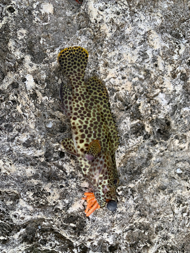 イシミーバイの釣果