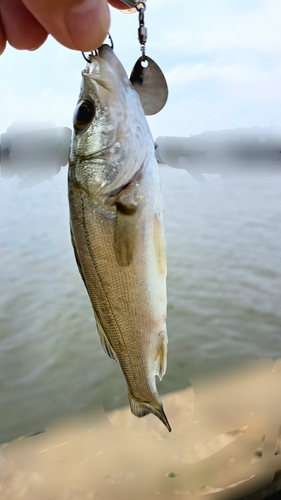 セイゴ（マルスズキ）の釣果