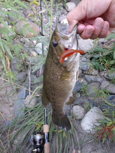 スモールマウスバスの釣果