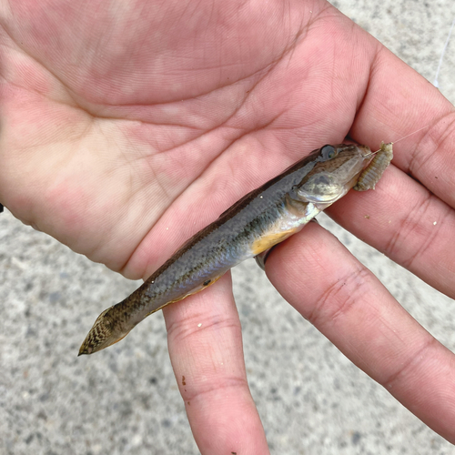 マハゼの釣果