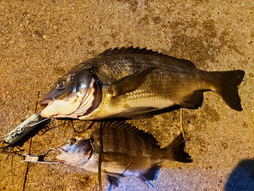 クロダイの釣果