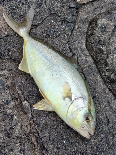 ショゴの釣果