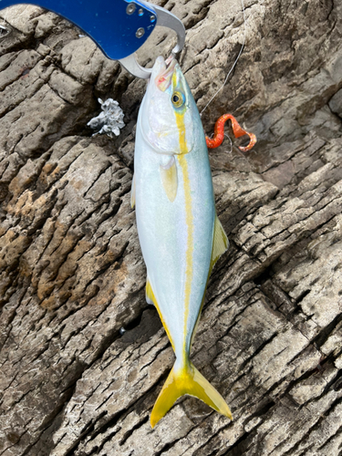 ワカシの釣果