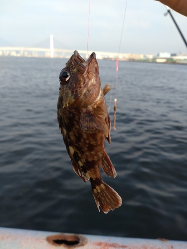 イシモチの釣果