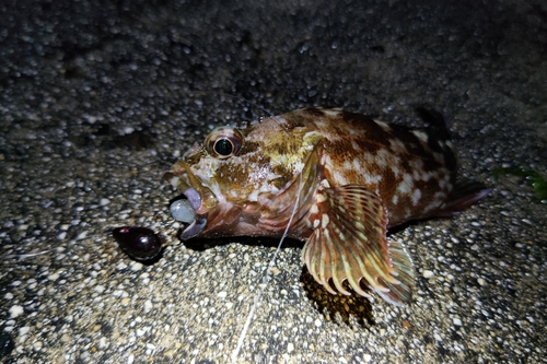 カサゴの釣果