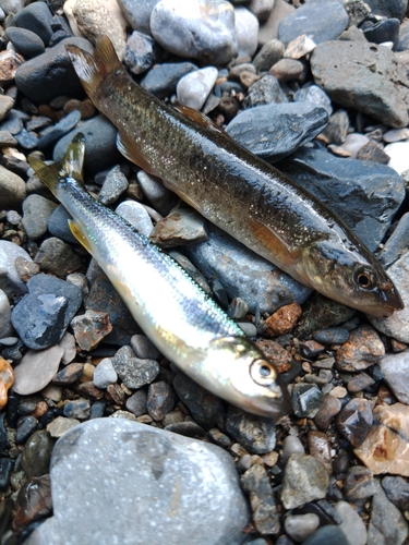 アマゴの釣果