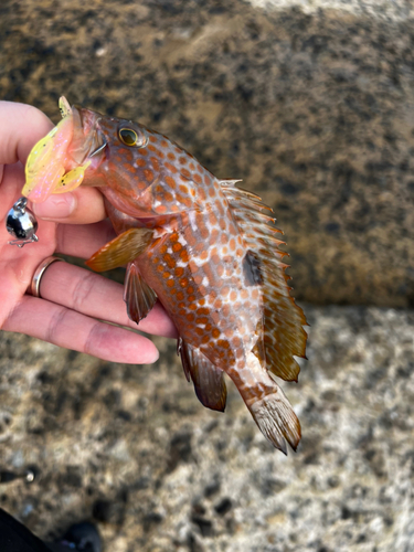 キジハタの釣果