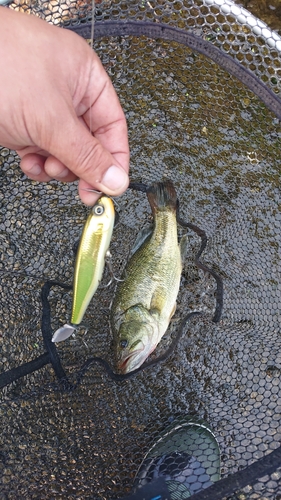 ラージマウスバスの釣果