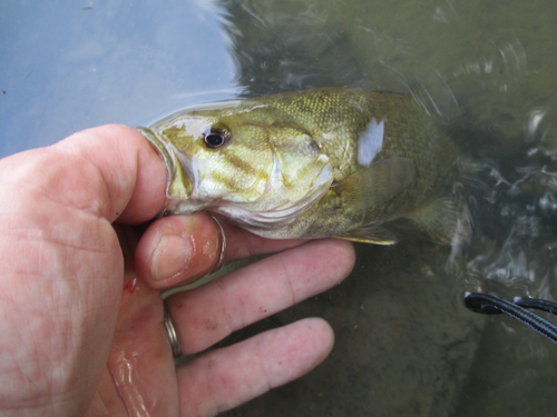 スモールマウスバスの釣果