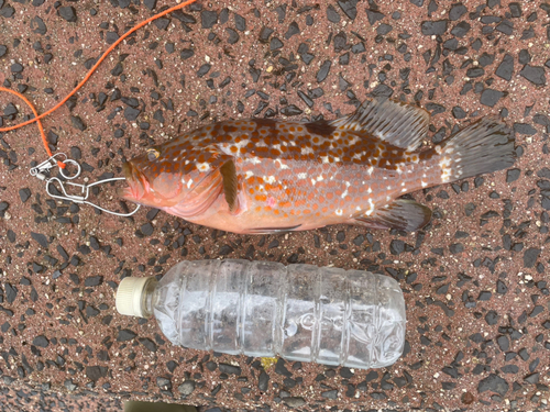 キジハタの釣果