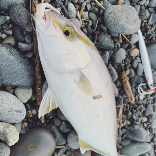 ショゴの釣果