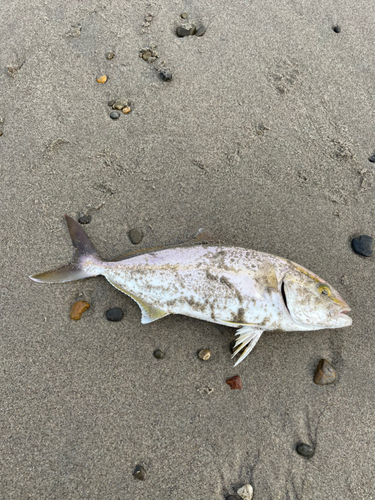 ショゴの釣果