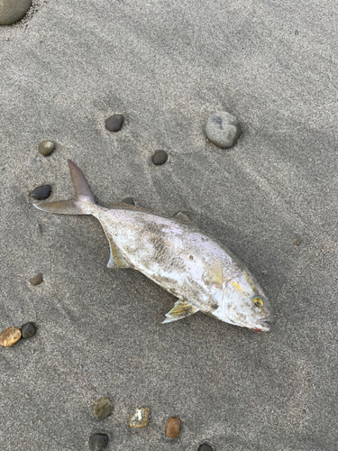 ショゴの釣果