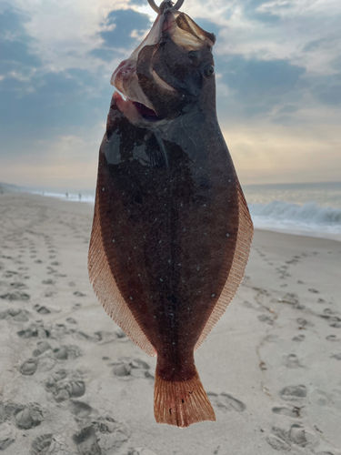 ヒラメの釣果