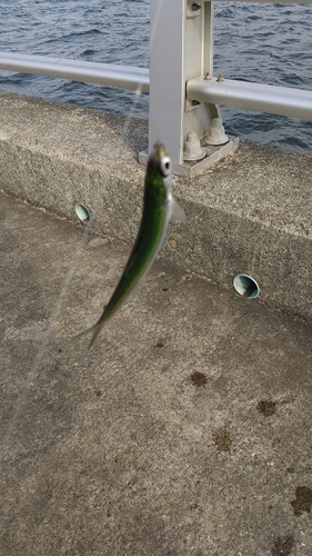 カタクチイワシの釣果