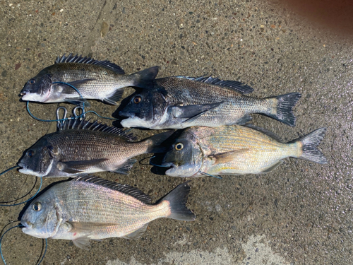 チヌの釣果