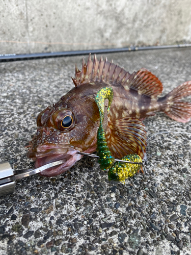 カサゴの釣果