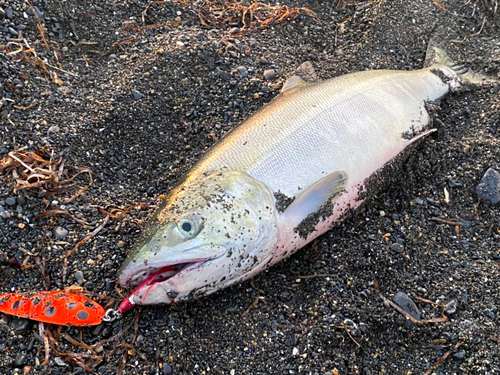 アキアジの釣果