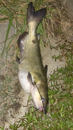 アメリカナマズの釣果