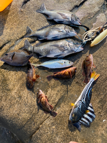 チヌの釣果