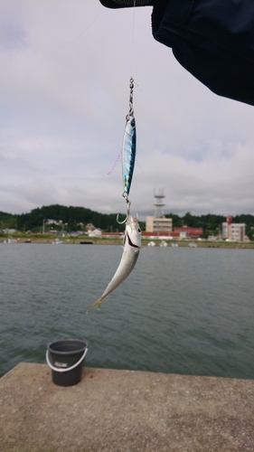 マアジの釣果