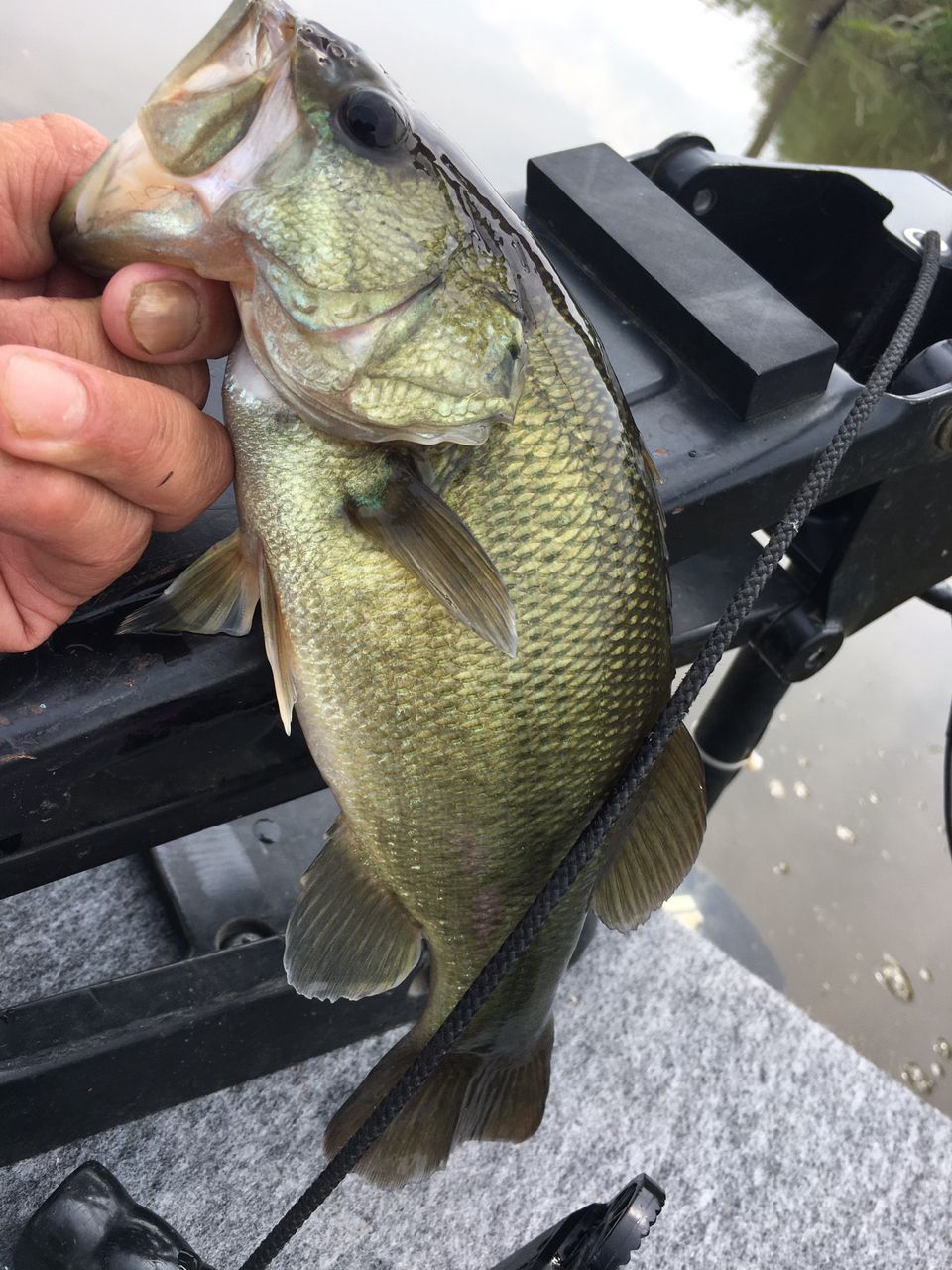 ラージマウスバス