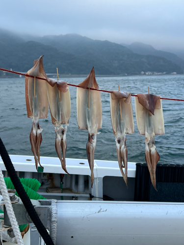 スルメイカの釣果