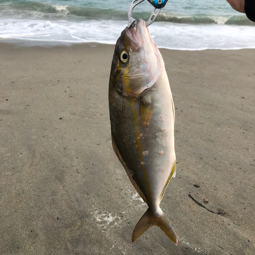 ショゴの釣果