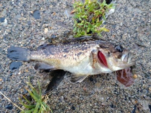 ソイの釣果