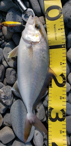 ショゴの釣果