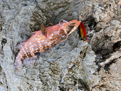 キジハタの釣果