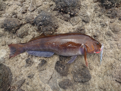 アイナメの釣果