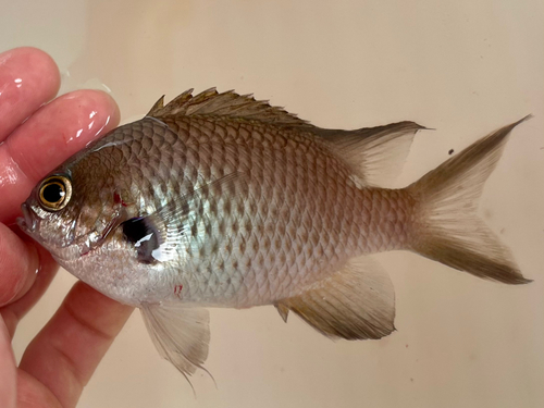 スズメダイの釣果