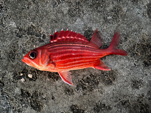 テリエビスの釣果