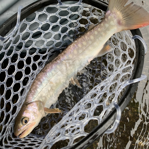 アメマスの釣果