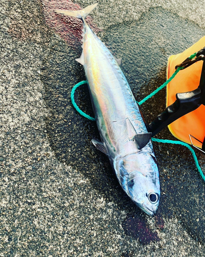 マルソウダの釣果